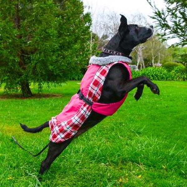 Doggie design alpine coat sale