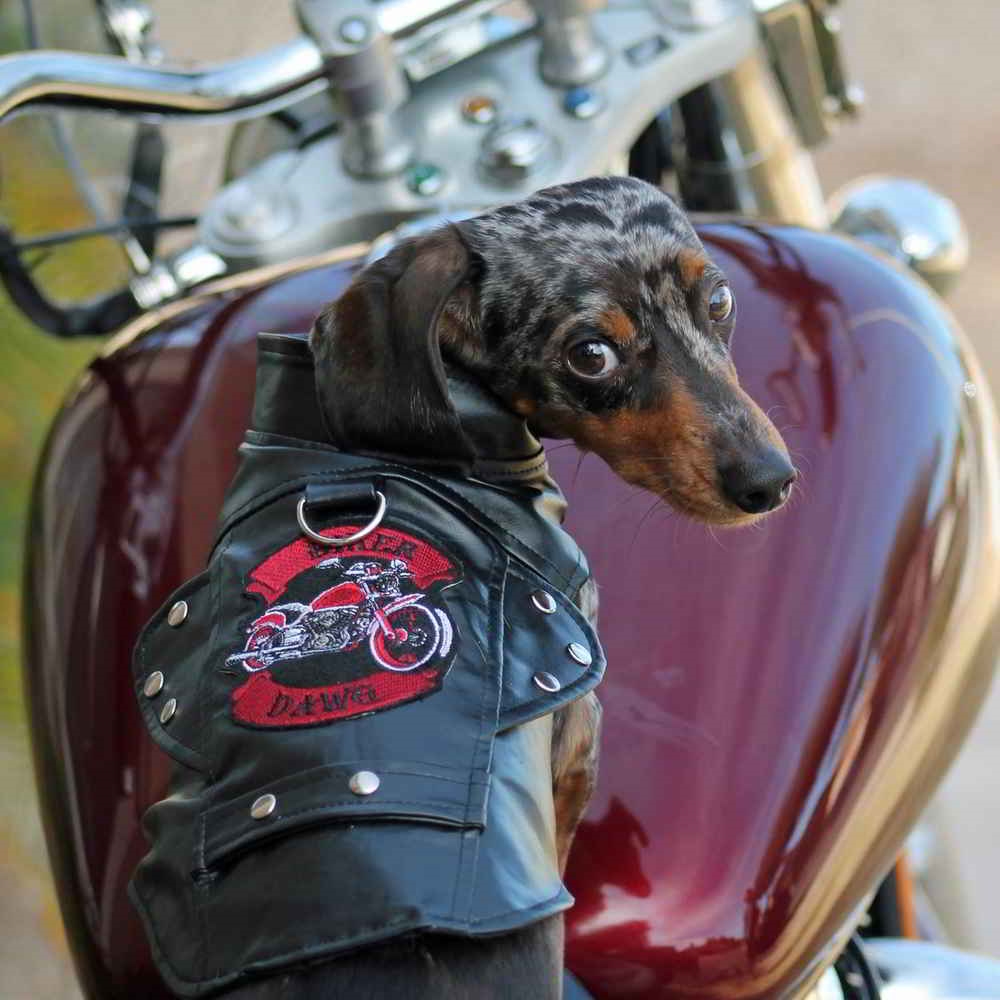 Dog motorcycle shop riding gear